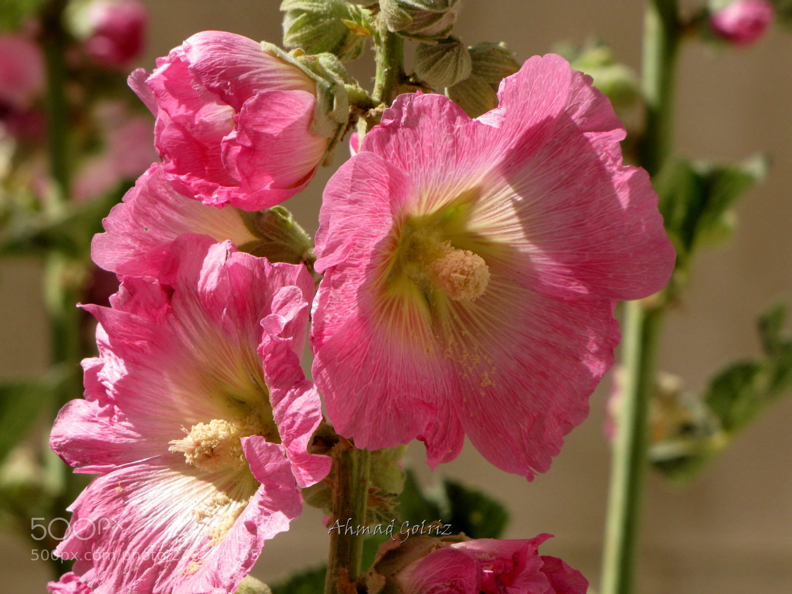 Canon PowerShot SX10 IS sample photo. Khatmi photography