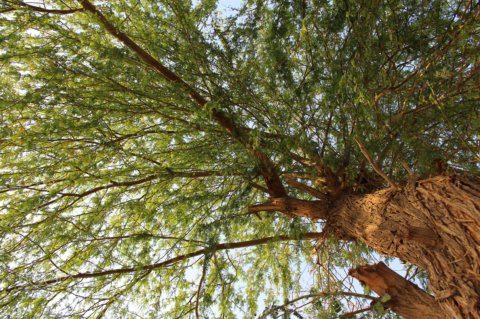 Canon EOS 700D (EOS Rebel T5i / EOS Kiss X7i) sample photo. Under tree photography