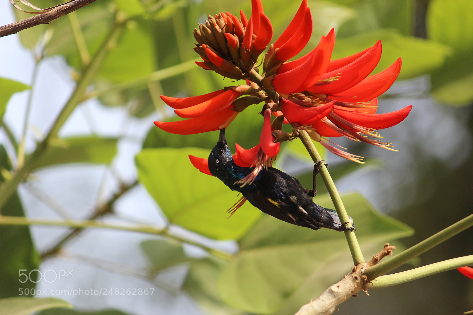 Canon EF-S 55-250mm F4-5.6 IS II sample photo. Img photography