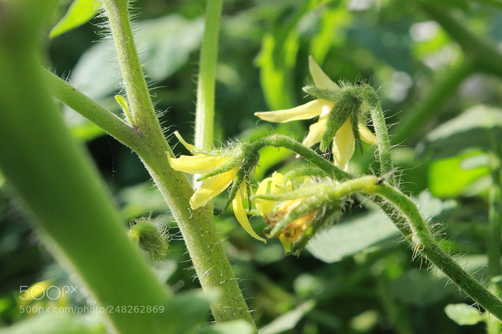 Canon EOS 600D (Rebel EOS T3i / EOS Kiss X5) sample photo. Img photography