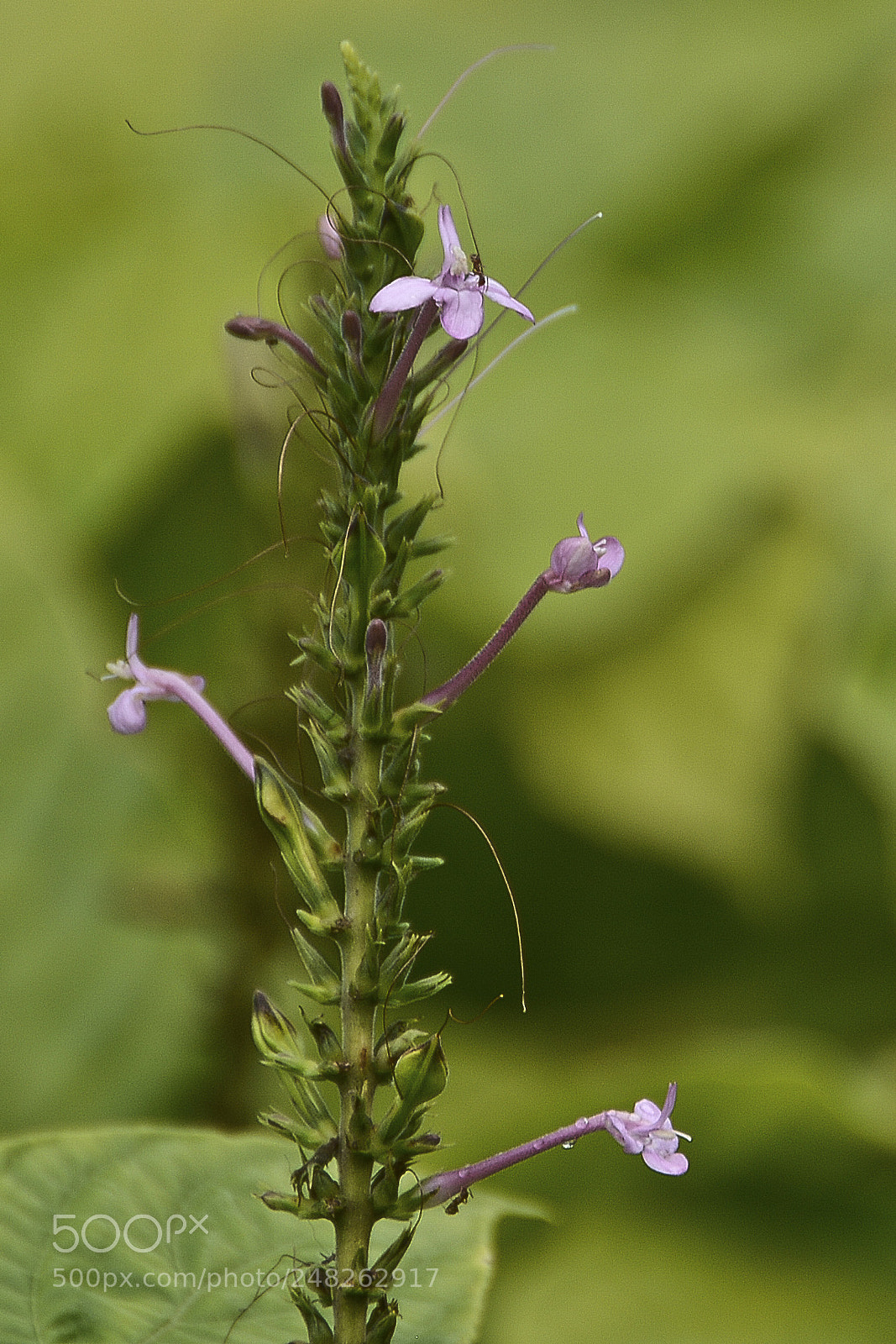 Nikon D7100 sample photo. Delicada beleza do campo. photography