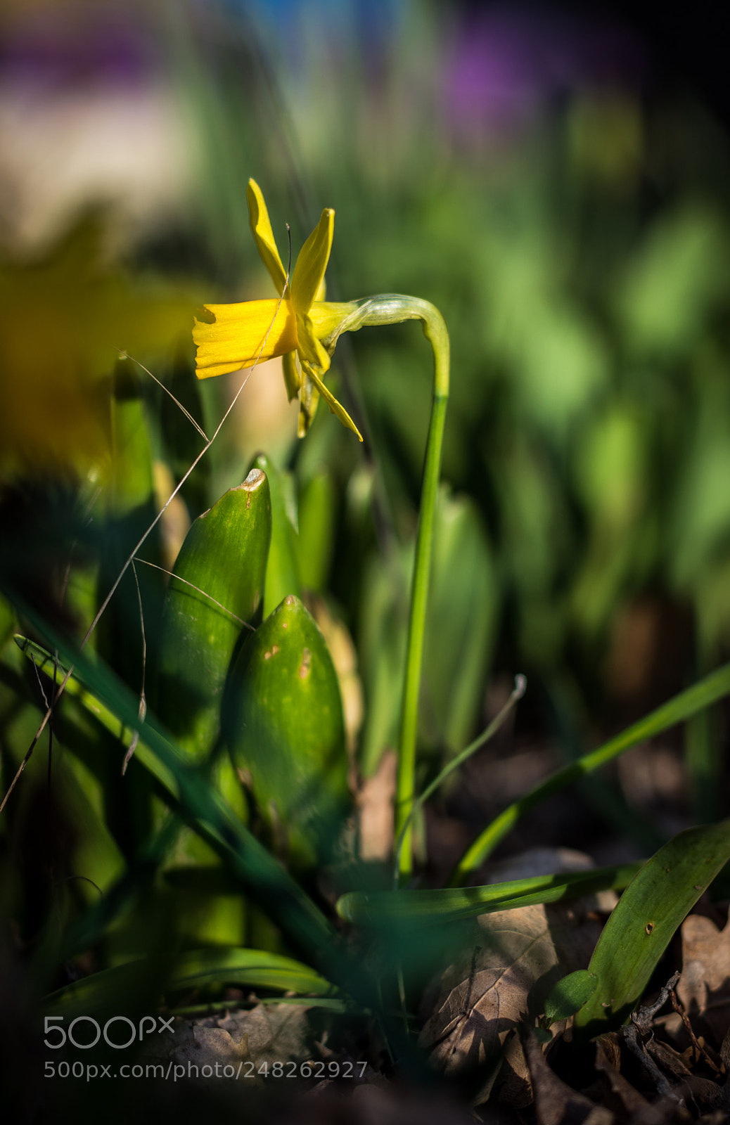 Nikon D7200 sample photo. Flower photography