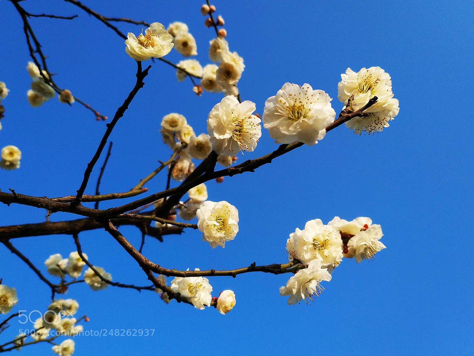Xiaomi MIX 2 sample photo. White plum blossom photography