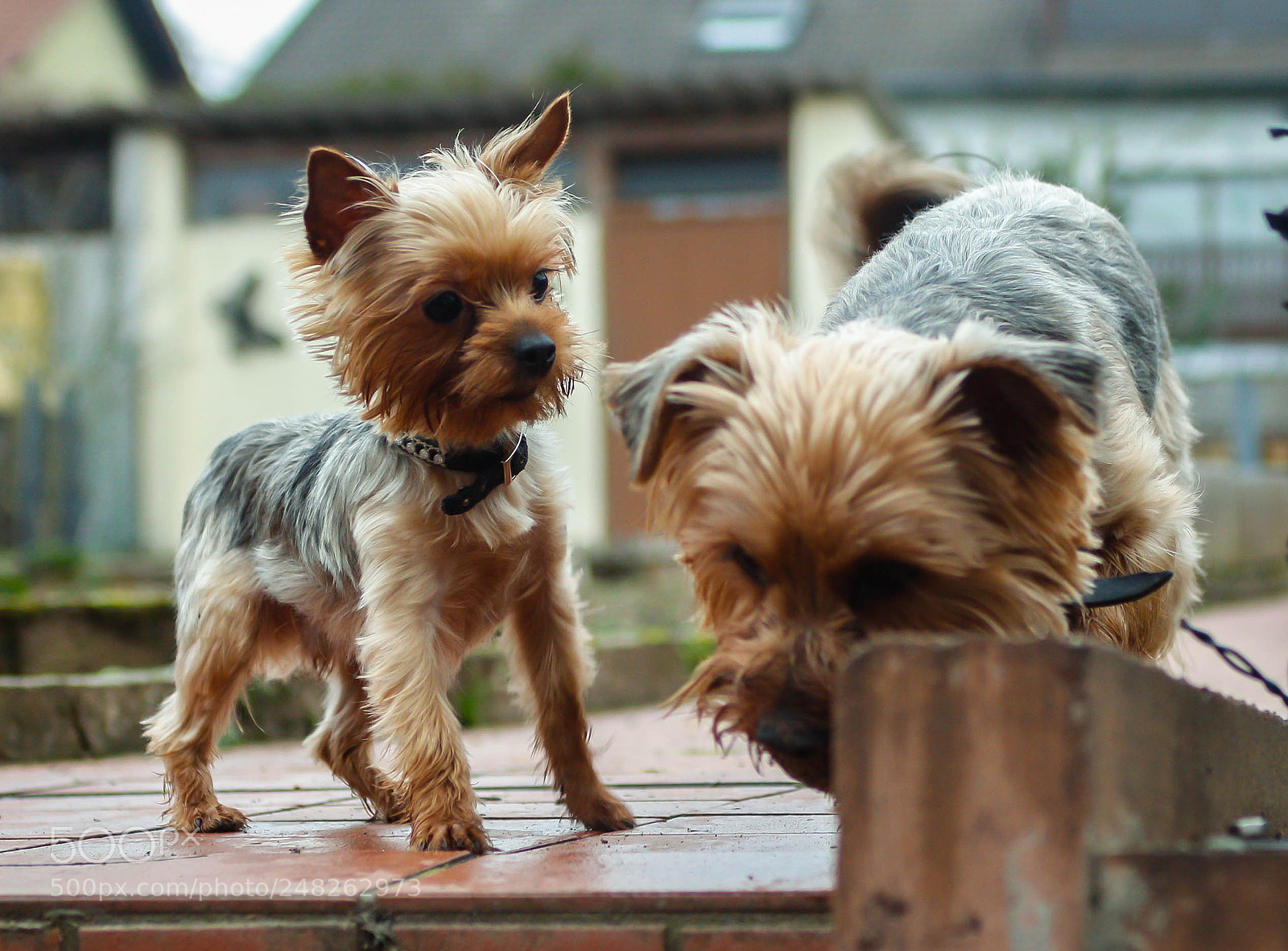 Canon EOS 650D (EOS Rebel T4i / EOS Kiss X6i) sample photo. Teddy u blue rev. photography