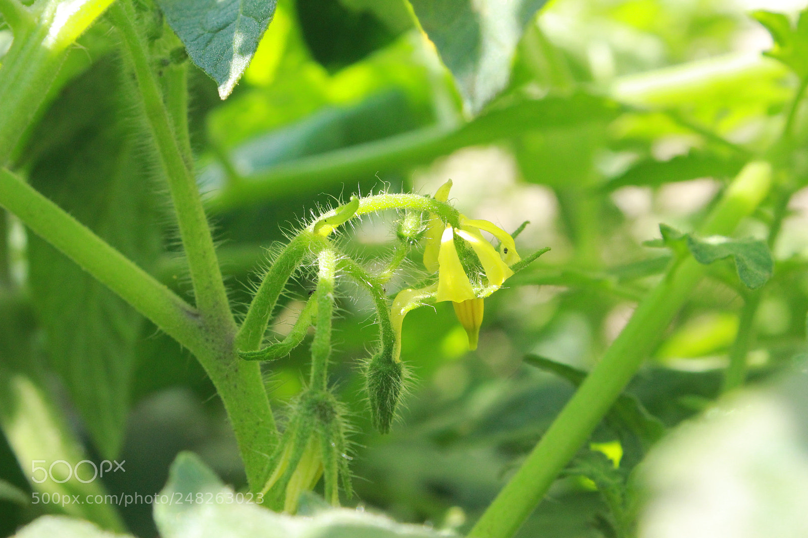 Canon EOS 600D (Rebel EOS T3i / EOS Kiss X5) sample photo. Img photography