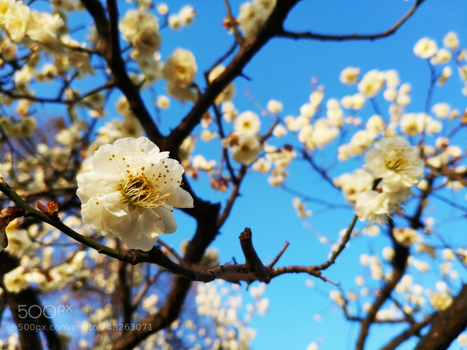Xiaomi MIX 2 sample photo. White plum blossom, 2 photography