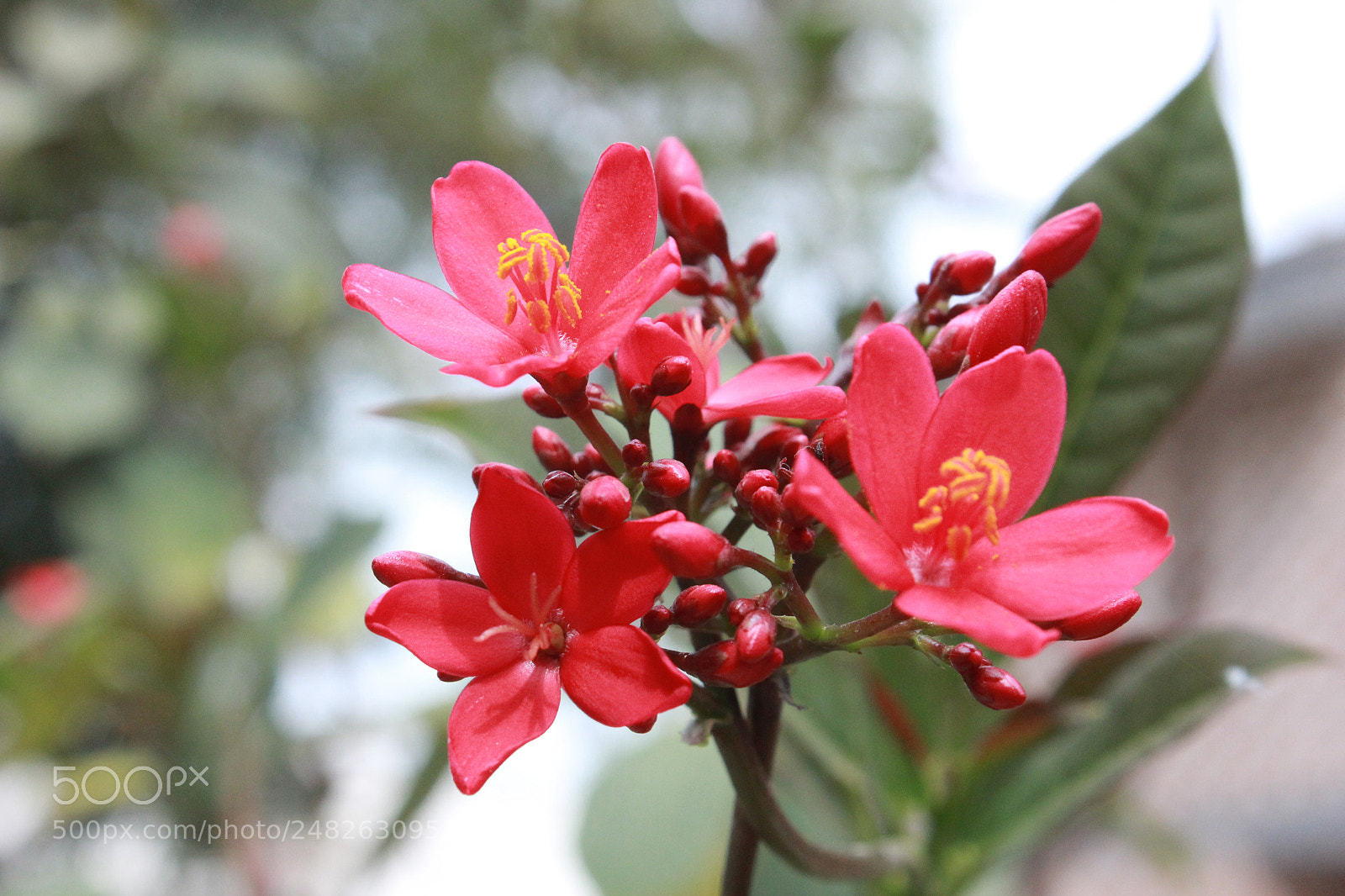 Canon EOS 600D (Rebel EOS T3i / EOS Kiss X5) sample photo. Img photography