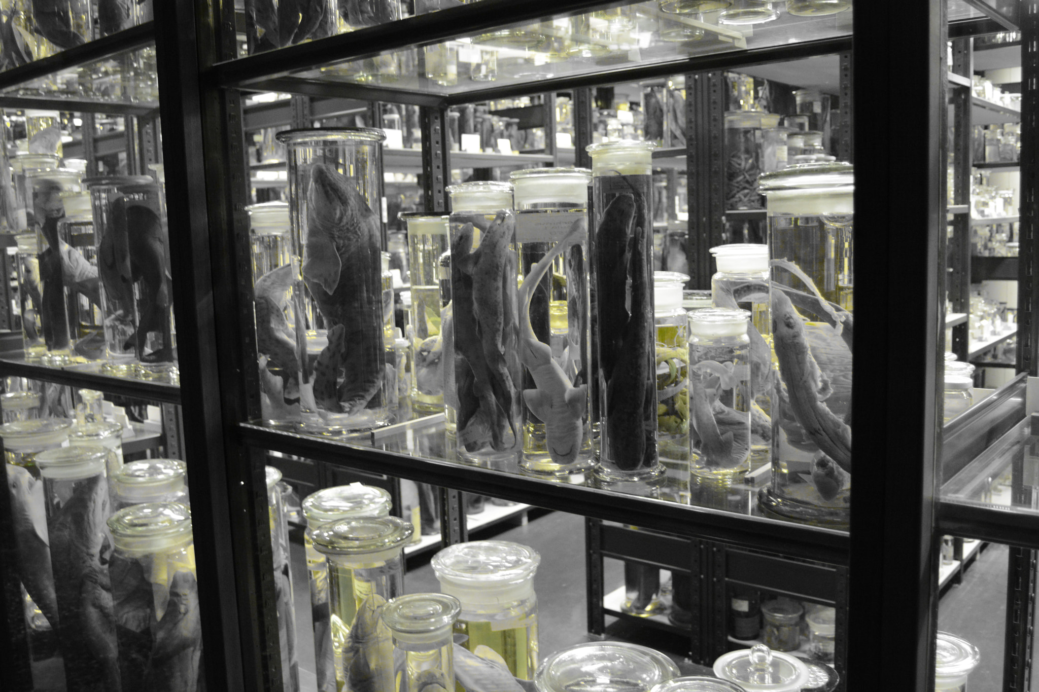 Nikon D5200 sample photo. Dna library photography