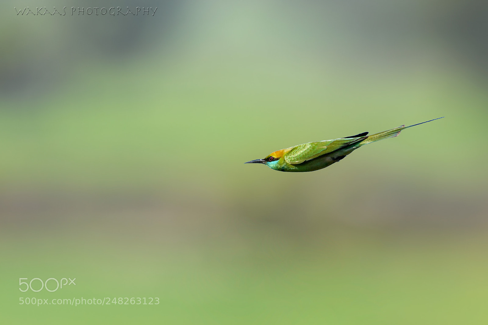 Nikon D850 sample photo. Green bee eater photography