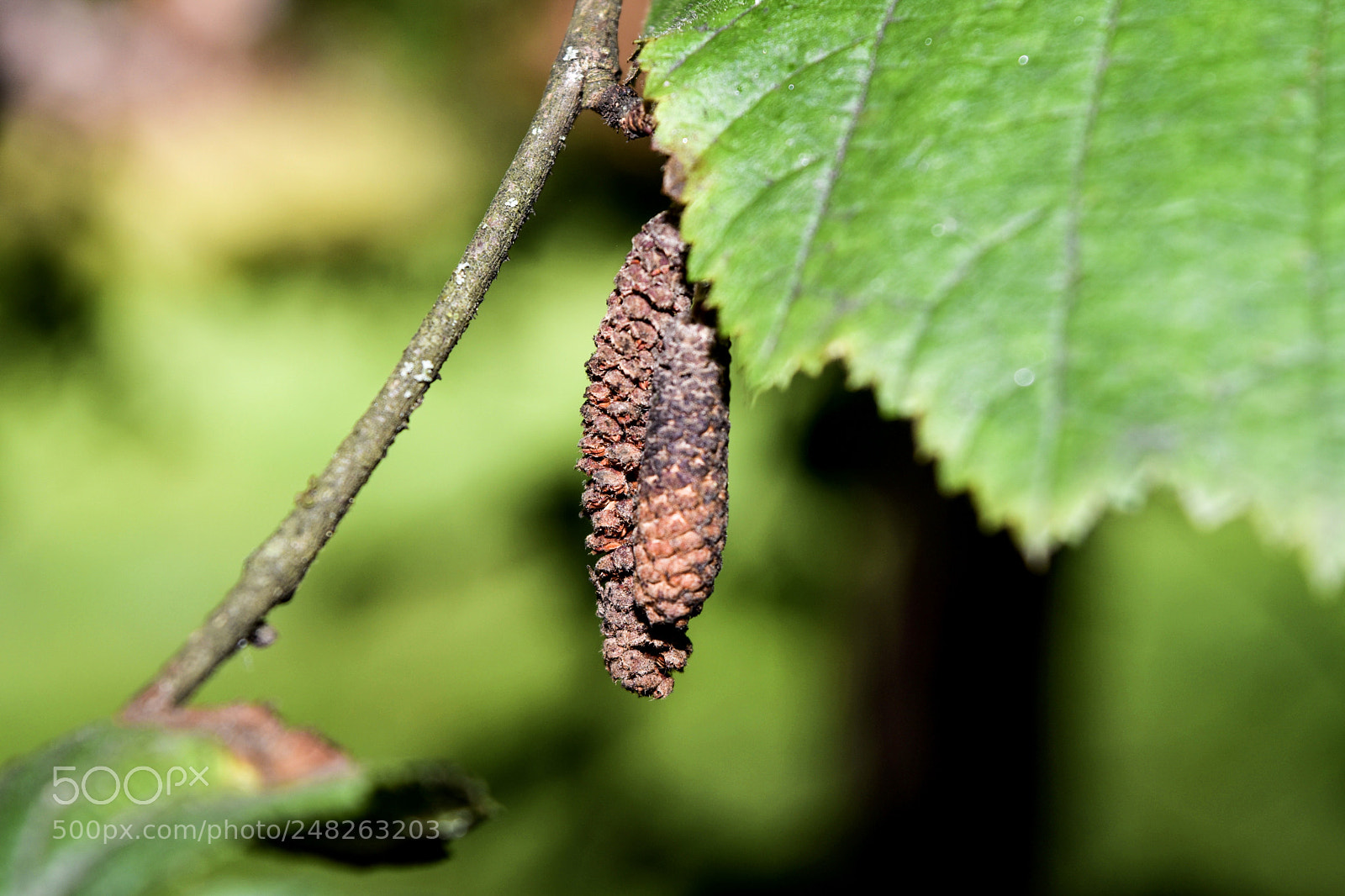 Nikon D5500 sample photo. Untitled photography