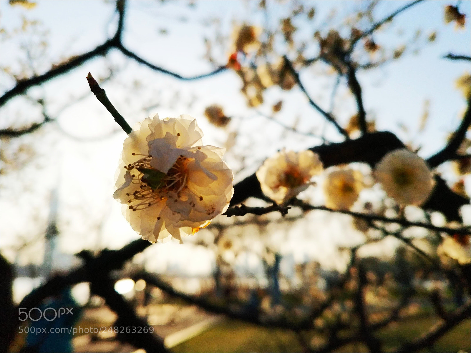 Xiaomi MIX 2 sample photo. White plum blossom, 3 photography