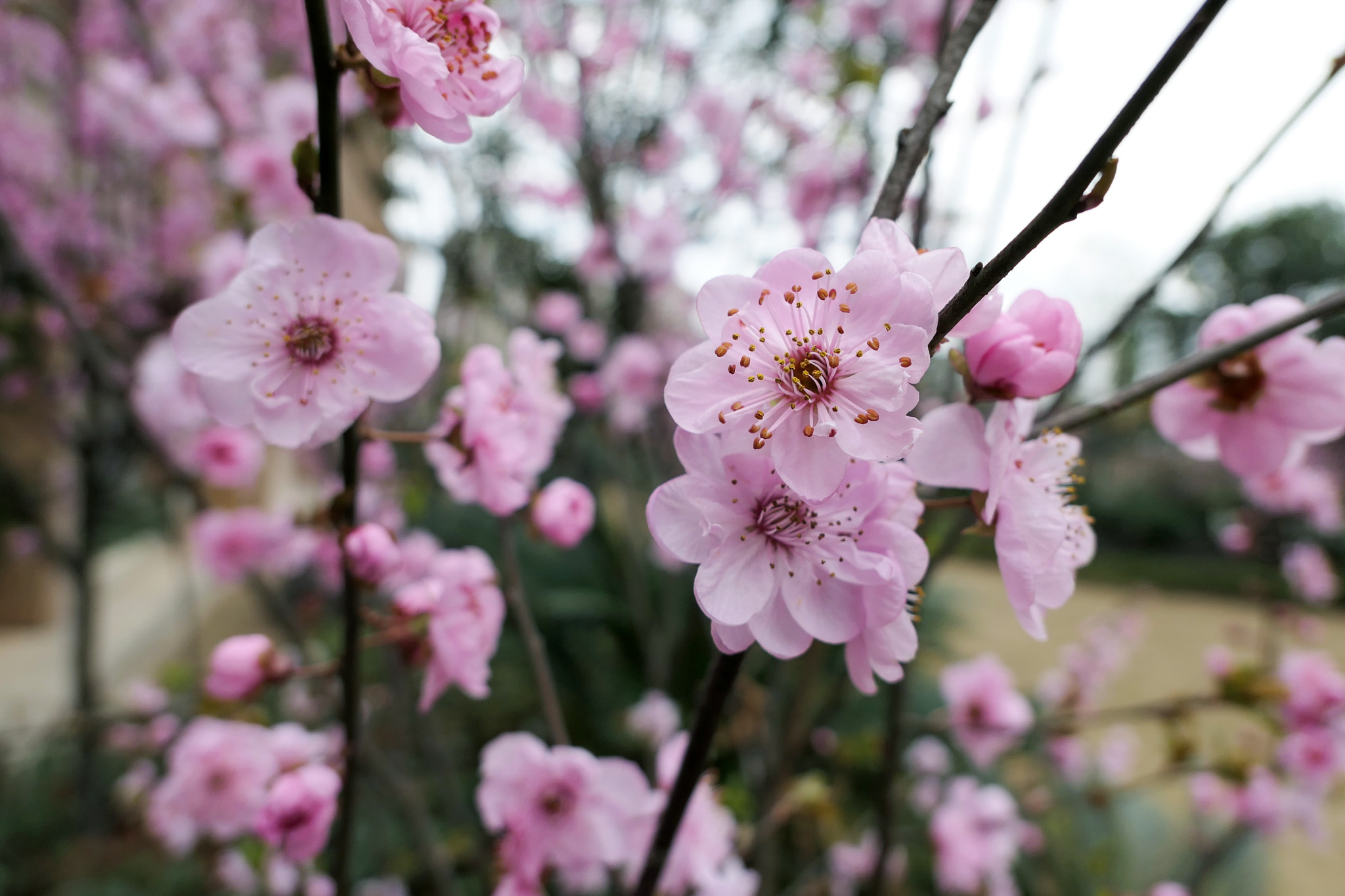 Panasonic Lumix DMC-LX10 (Lumix DMC-LX15) sample photo. Spring photography