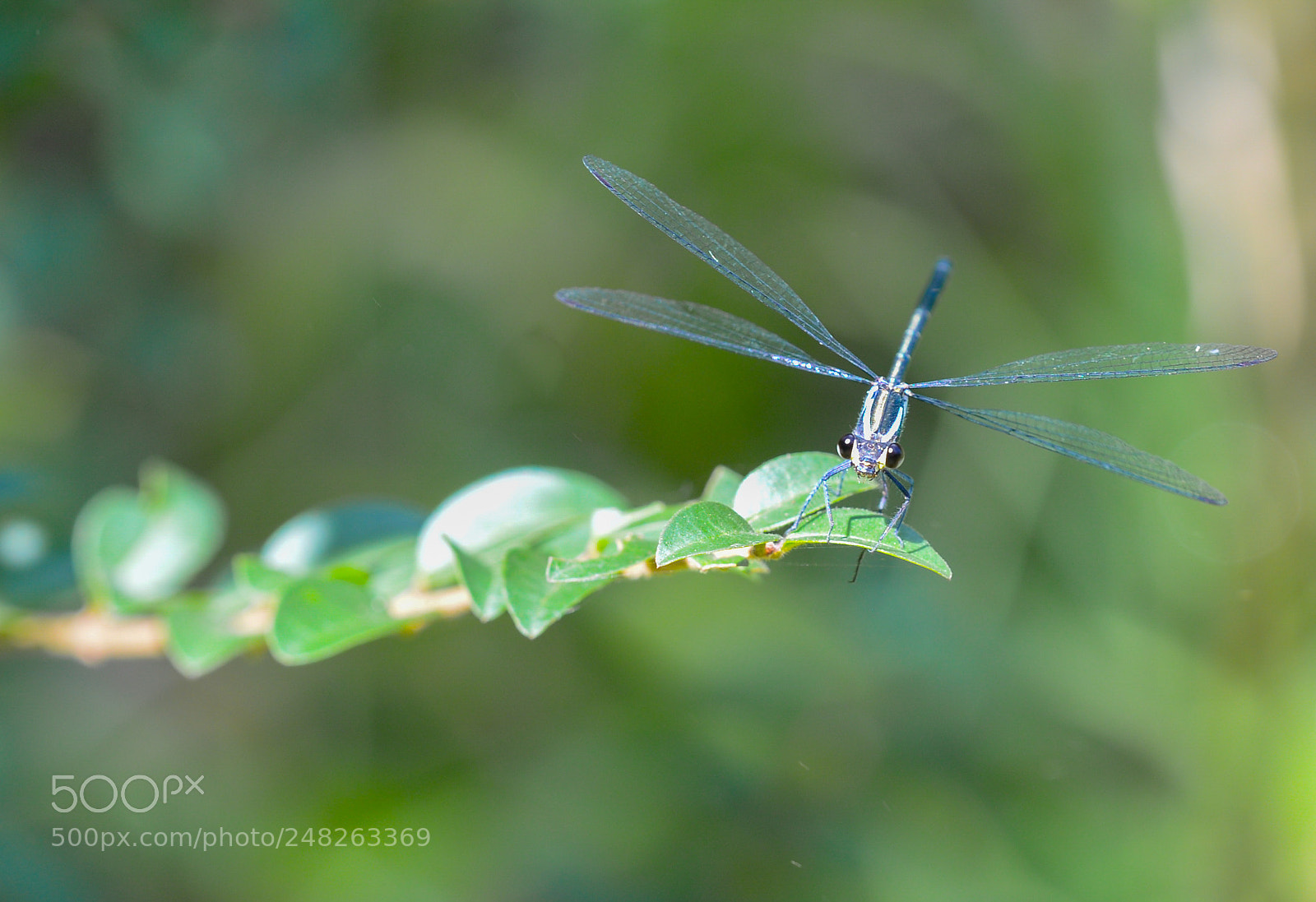 Nikon D610 sample photo. Damselfly photography