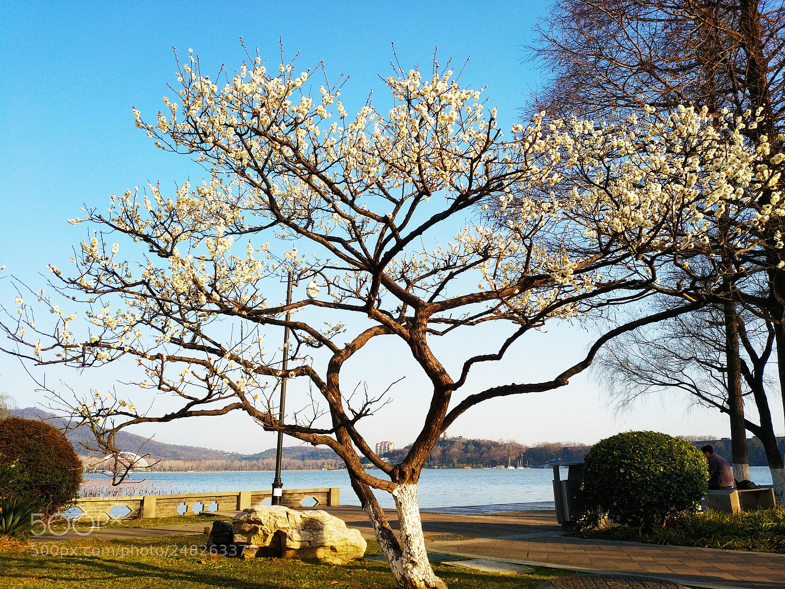 Xiaomi MIX 2 sample photo. White plum blossom tree photography