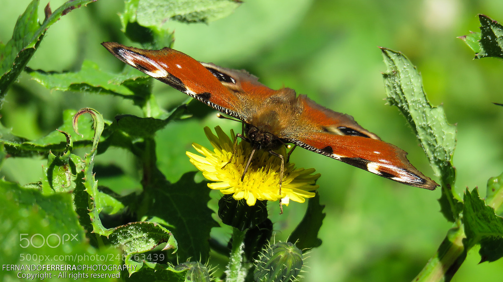 Canon PowerShot SX60 HS sample photo. Borboleta pav o-diurno aglais photography