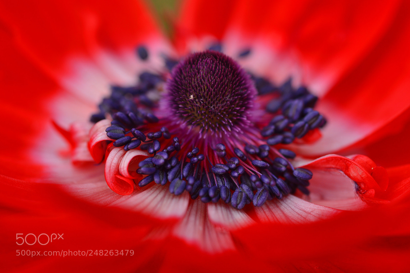Nikon D3200 sample photo. Garden nature......anemone photography