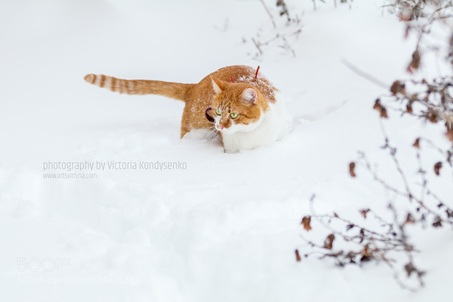 Canon EOS 80D sample photo. Cut red-white cat playing photography