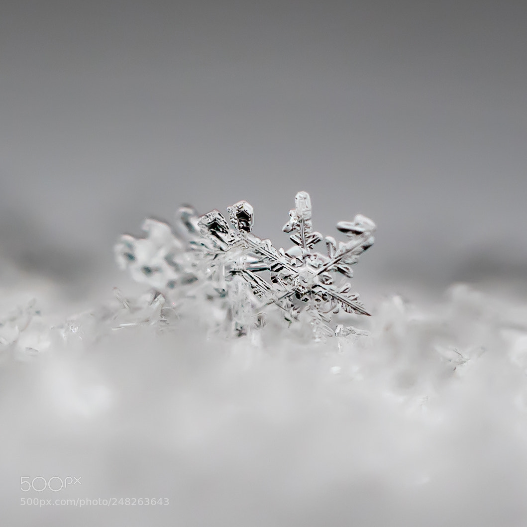 Panasonic Lumix DMC-GX85 (Lumix DMC-GX80 / Lumix DMC-GX7 Mark II) sample photo. Snowflake photography