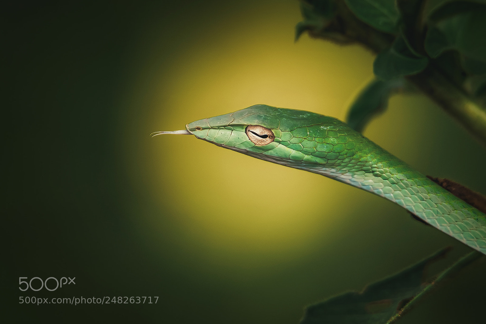 Canon EOS 7D Mark II sample photo. Vine snake closeup photography
