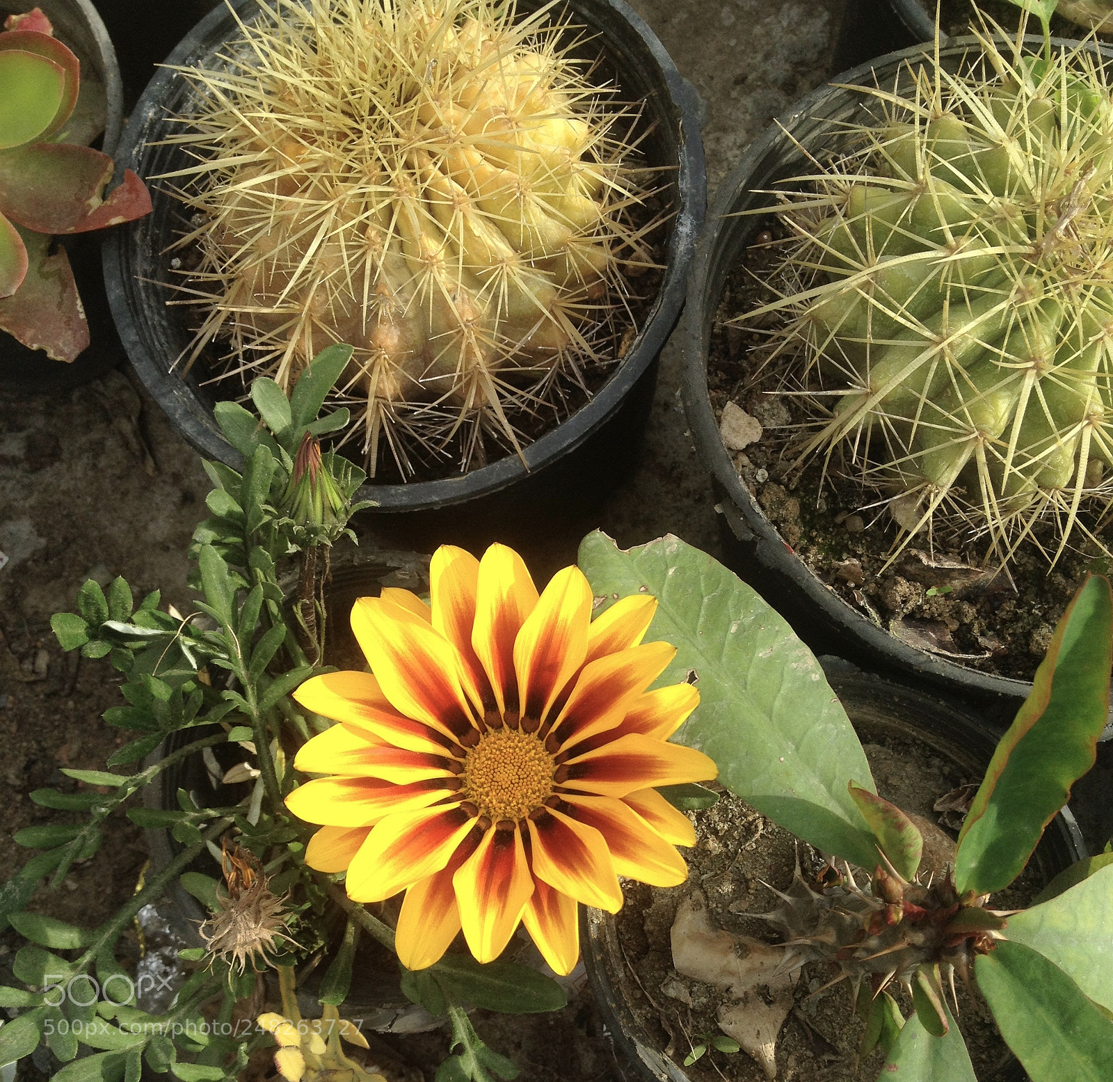 Apple iPhone 4S sample photo. Flowers market photography