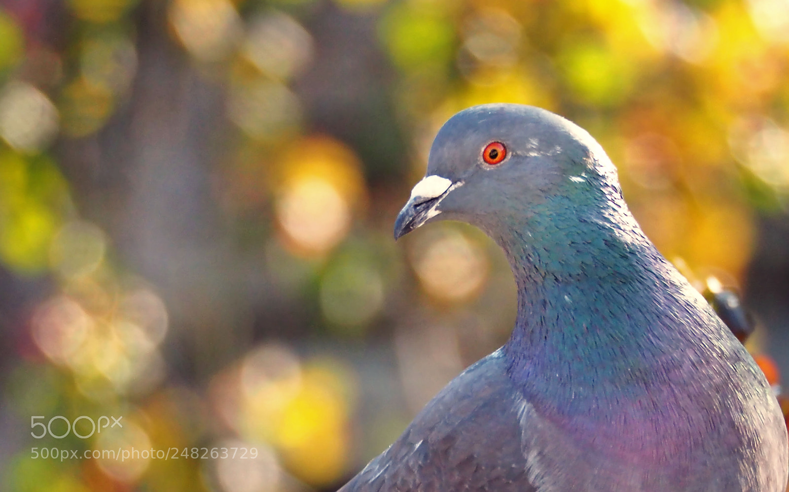 Olympus OM-D E-M5 II sample photo. Red gaze... photography
