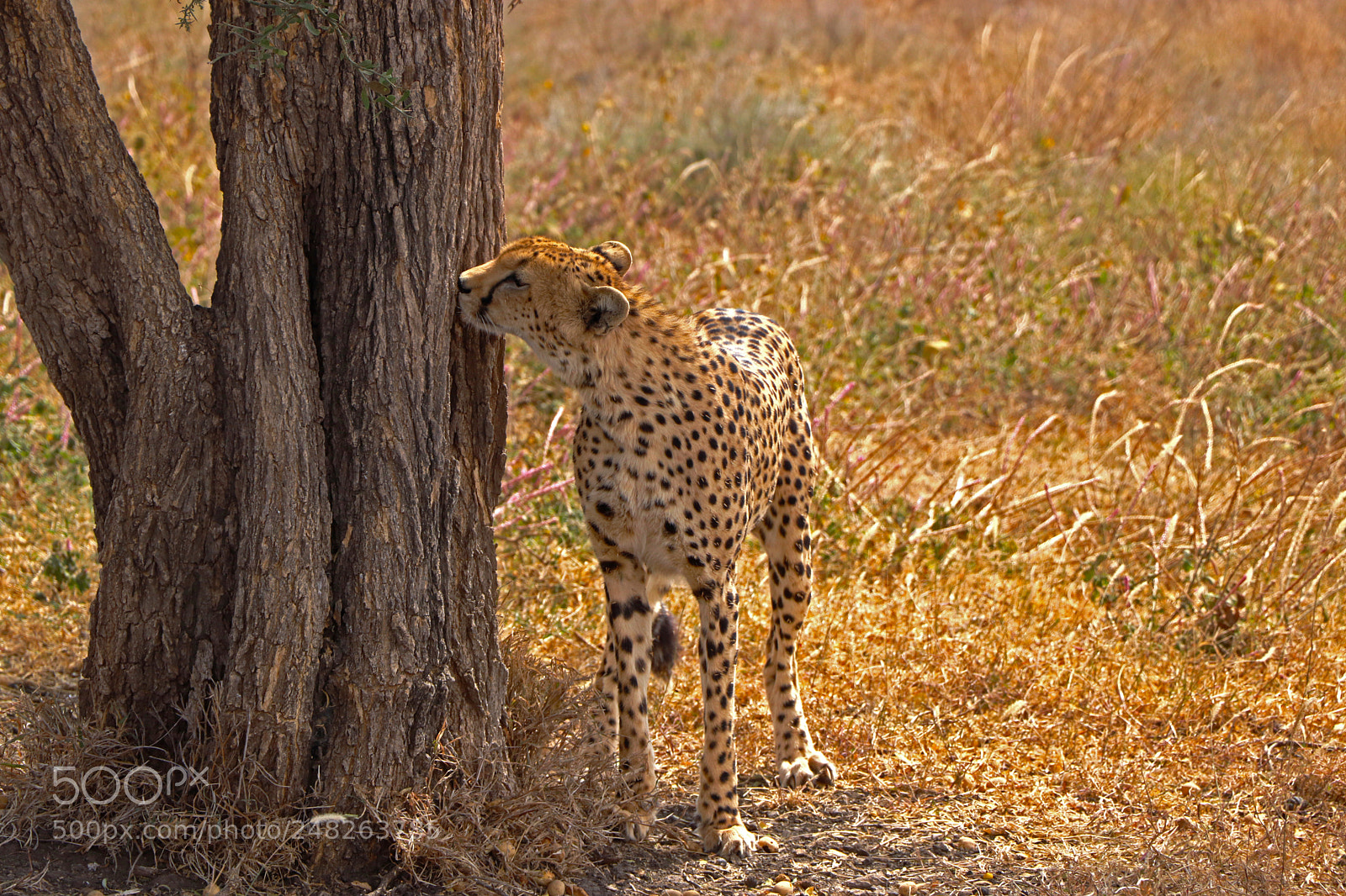 Canon EOS 77D (EOS 9000D / EOS 770D) sample photo. Sniffing the pee photography