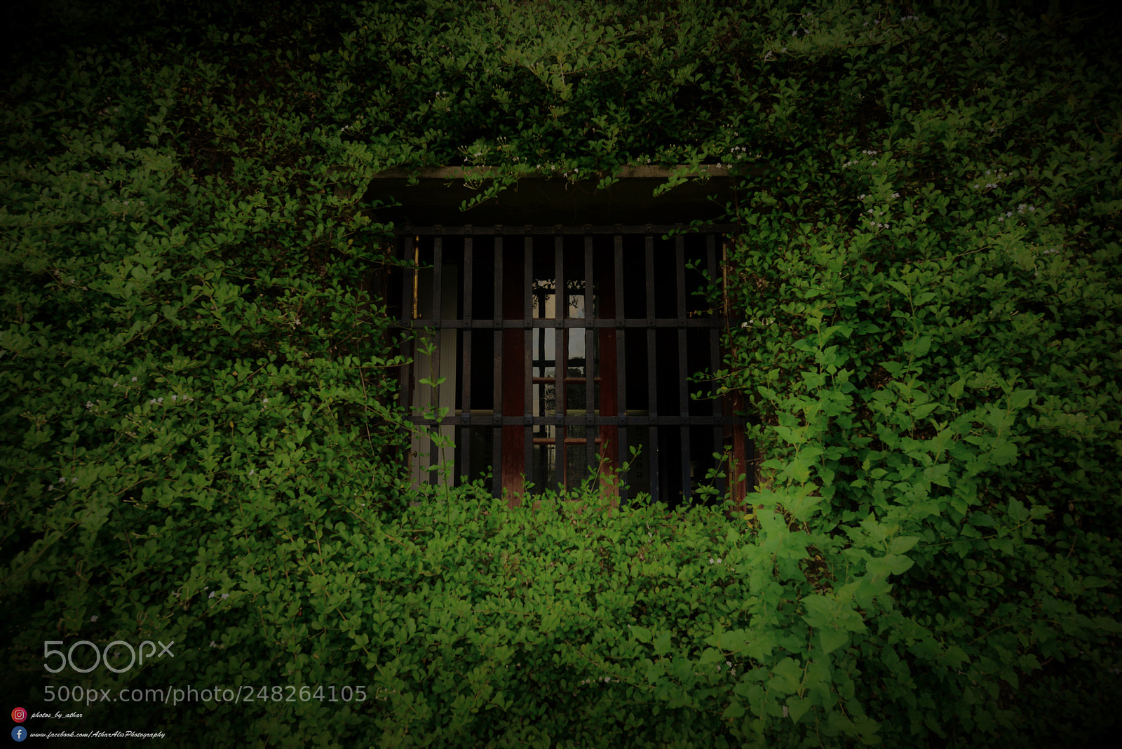 Nikon D800E sample photo. Lovely window photography