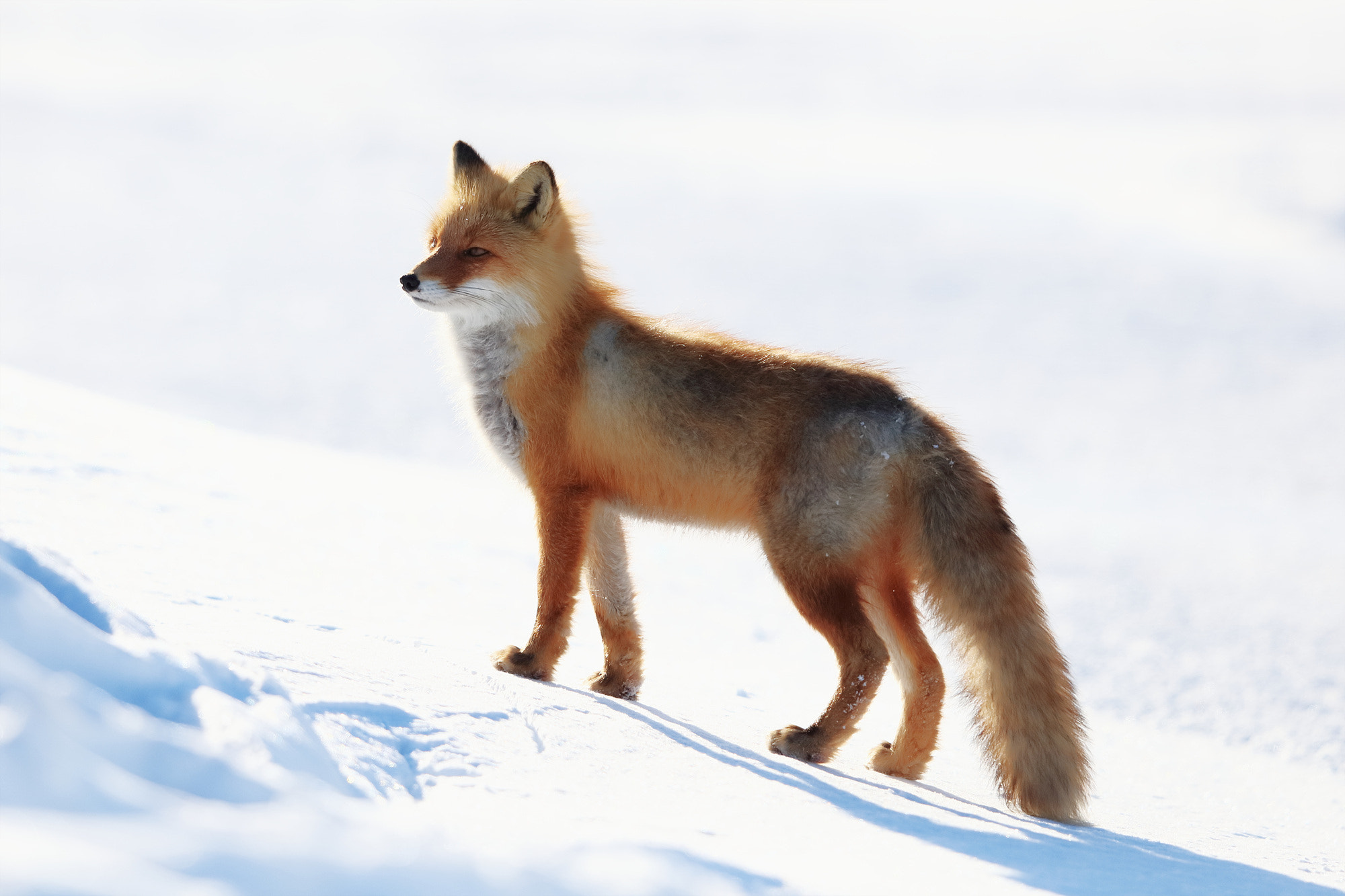 Canon EF 400mm F2.8L IS II USM sample photo. Fox photography