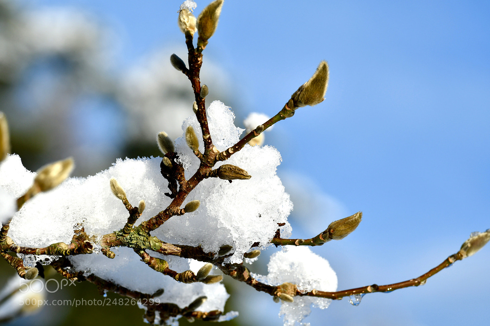 Nikon D500 sample photo. Untitled photography