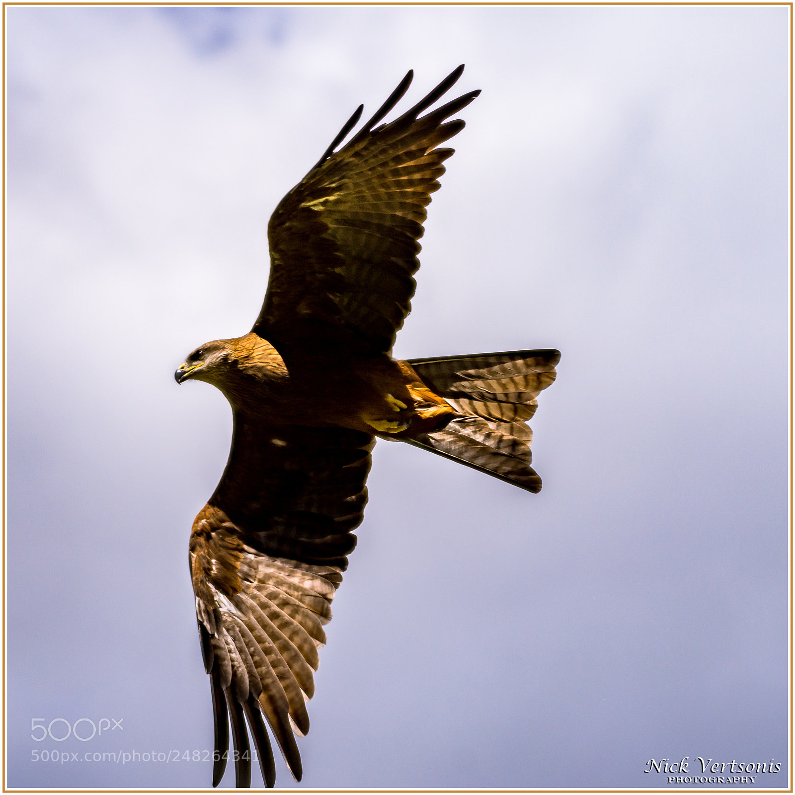 Nikon D7200 sample photo. Flying high... photography