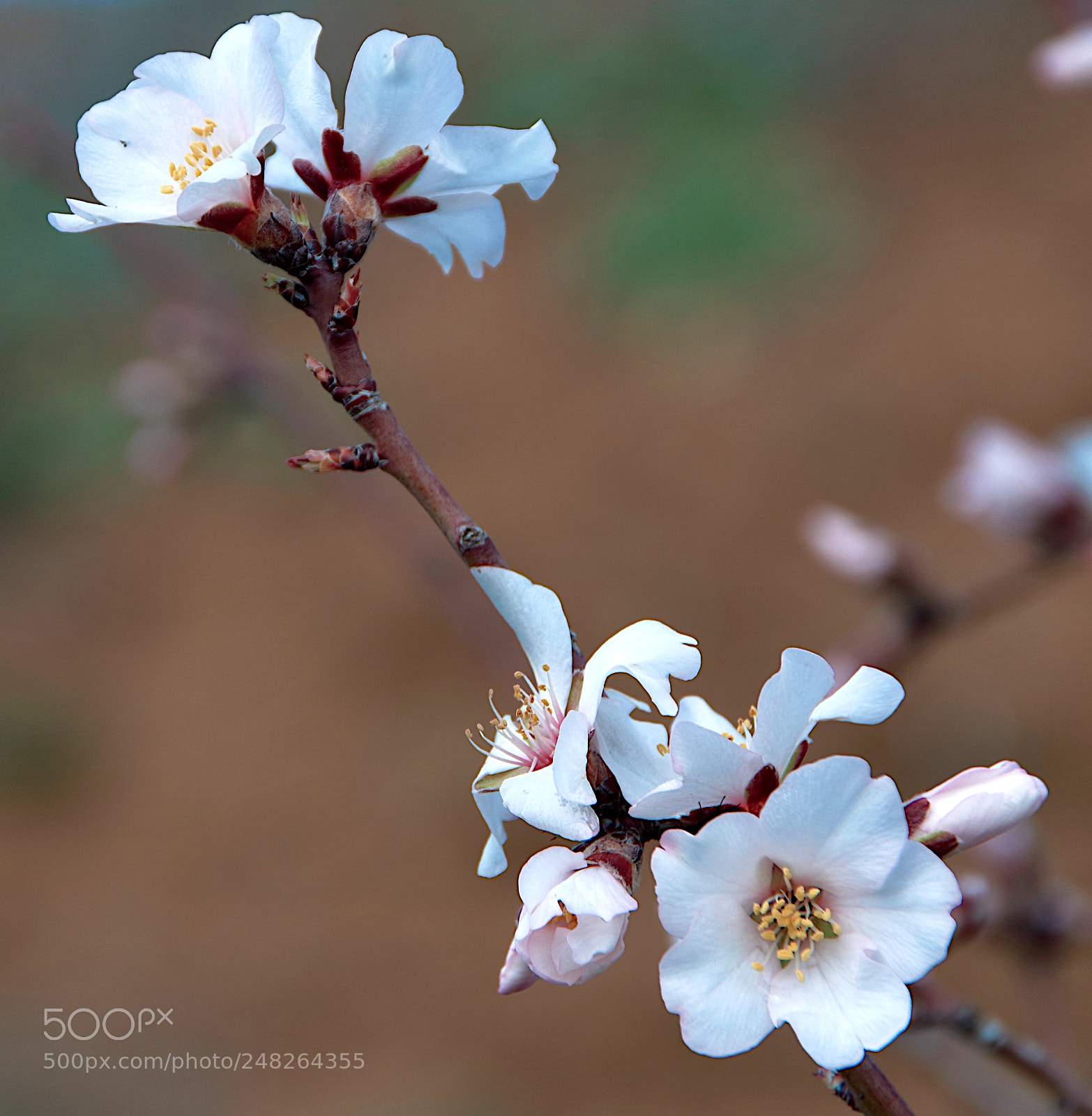 Canon EOS 80D sample photo. Comienza la primavera_01.jpg photography