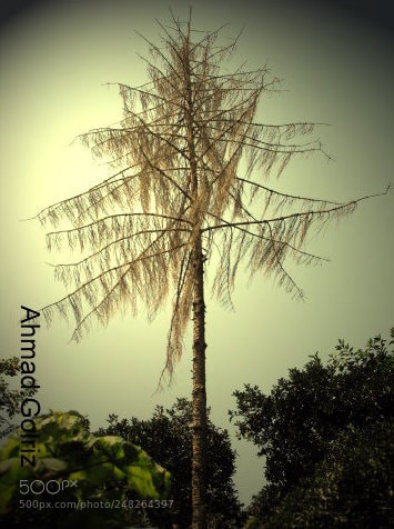 Canon PowerShot SX10 IS sample photo. Sarv photography