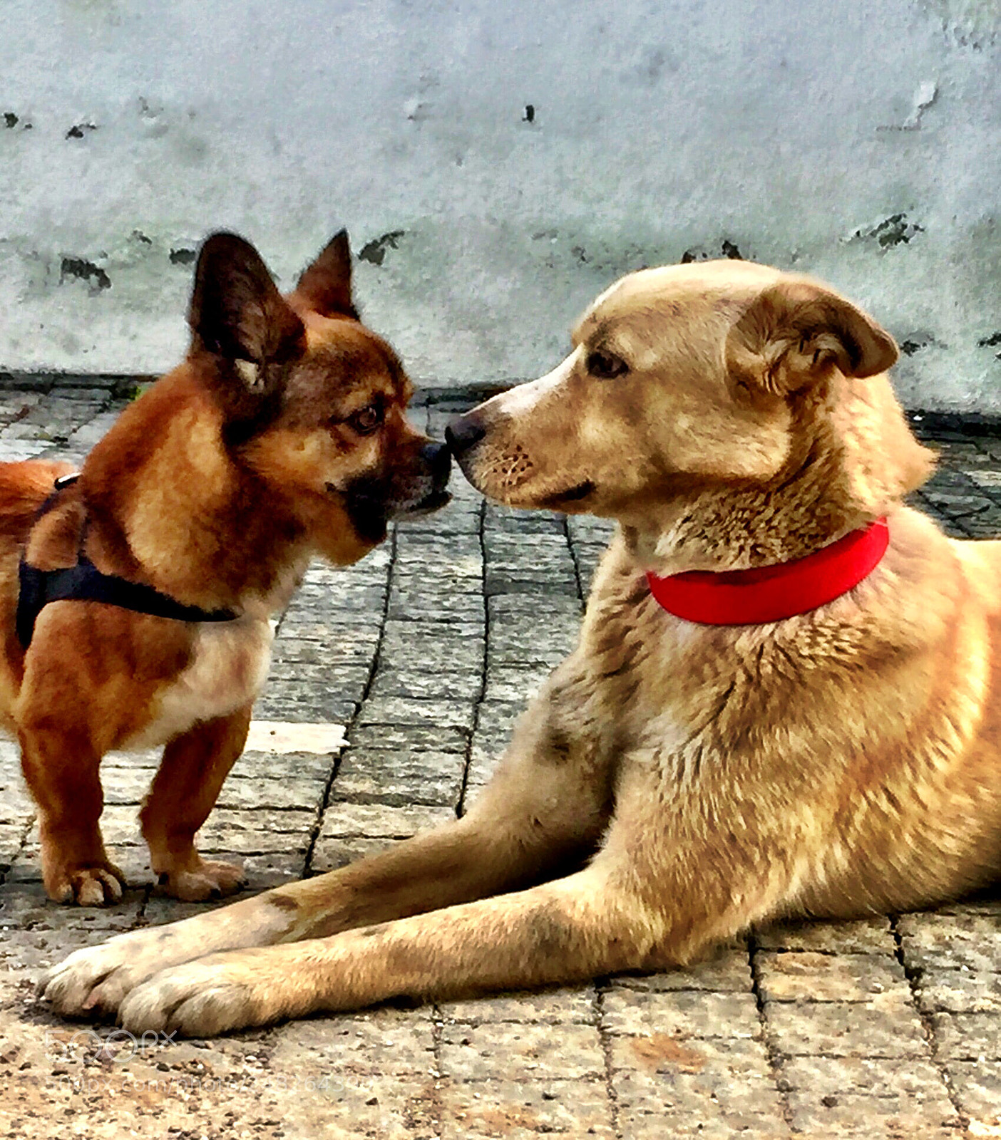 Apple iPhone 6 sample photo. Mr.siri and igor photography