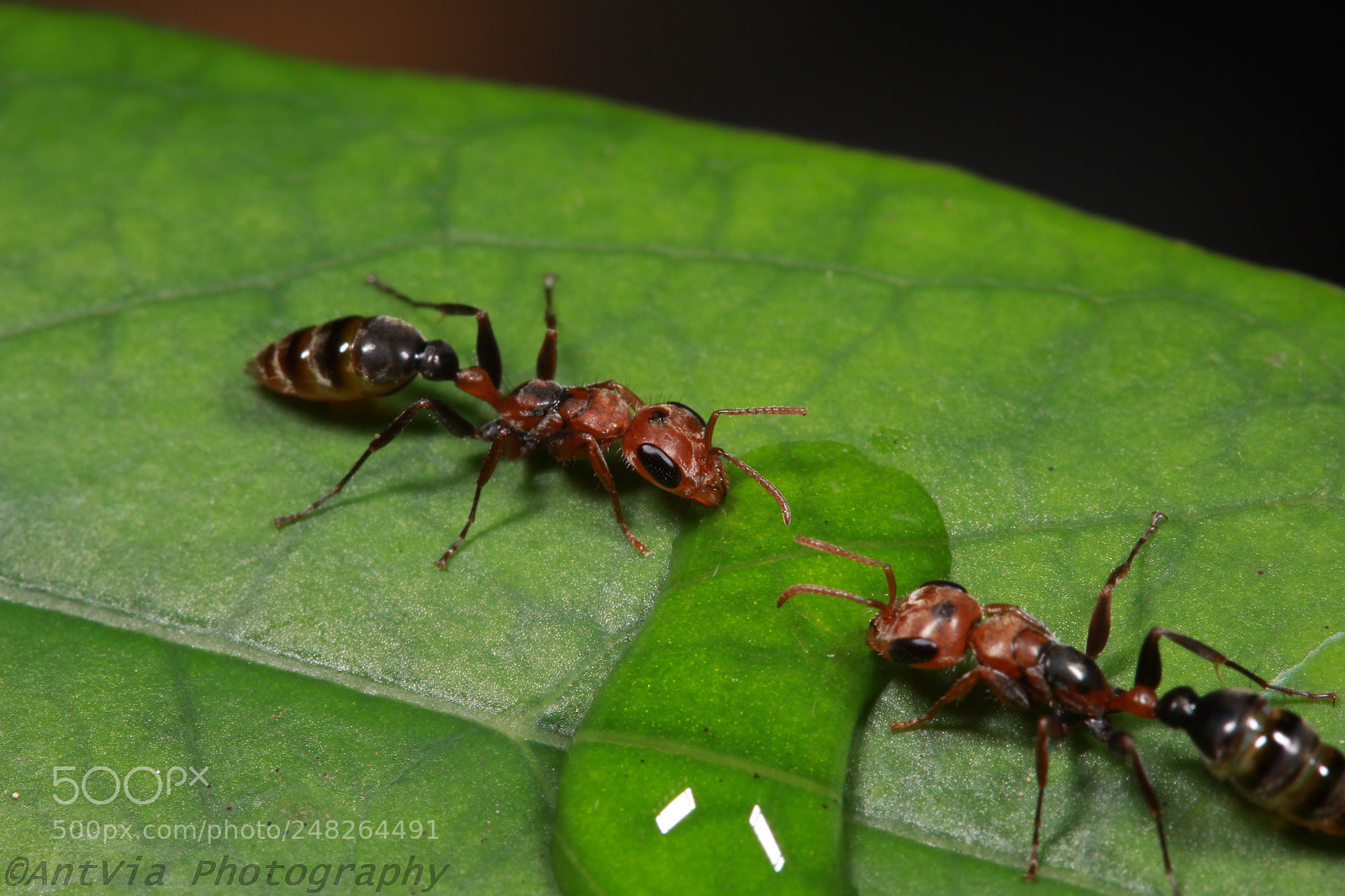 Canon EF-S 60mm F2.8 Macro USM sample photo. Pseudomyrmex kuenckeli photography