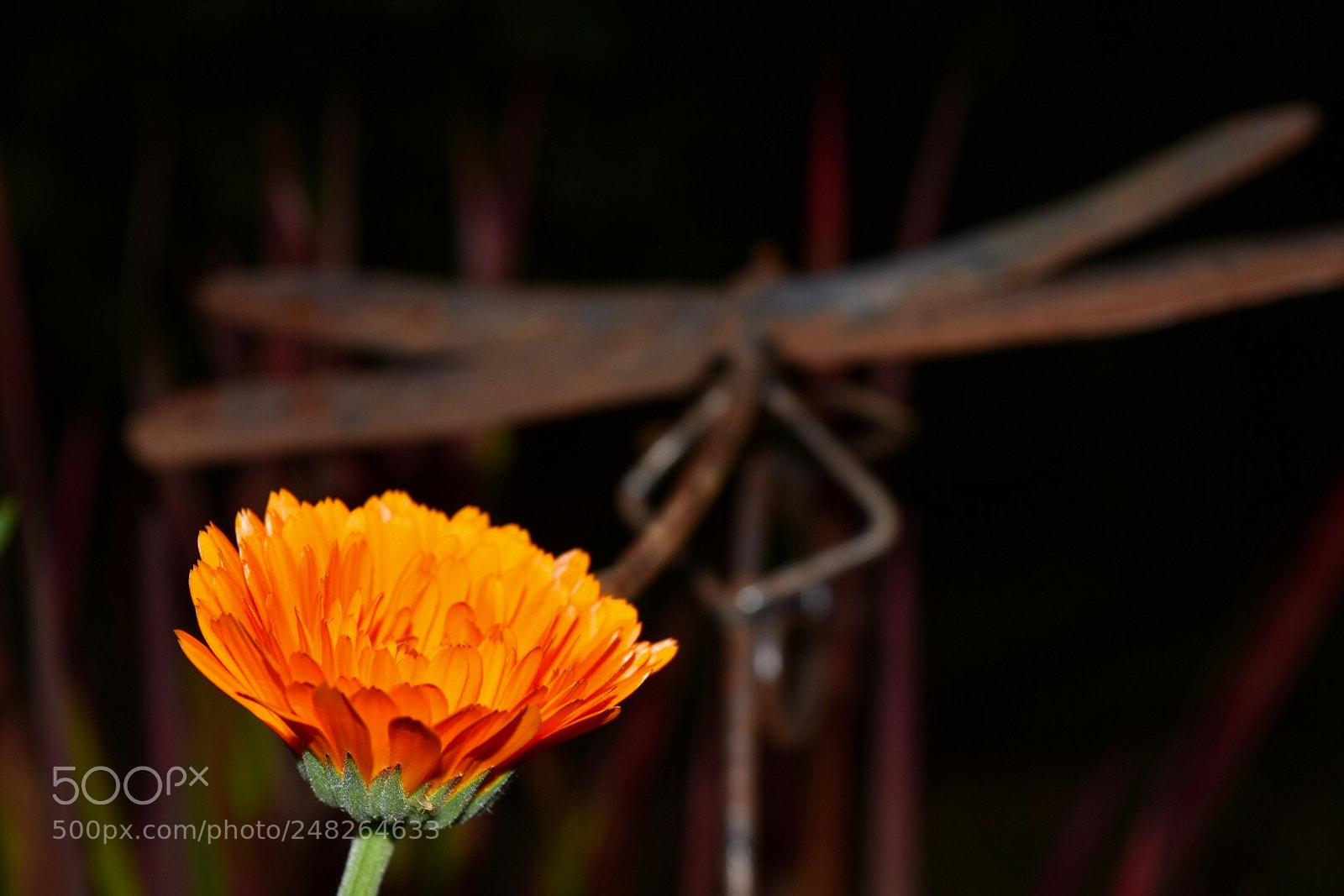 Nikon D5500 sample photo. Untitled photography