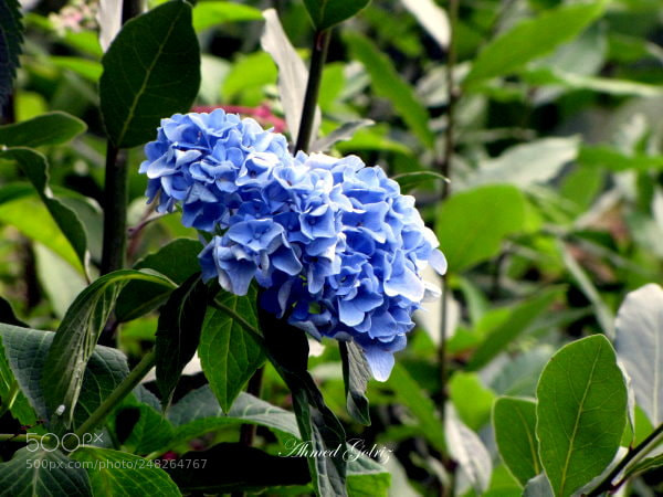 Canon PowerShot SX10 IS sample photo. Abi photography