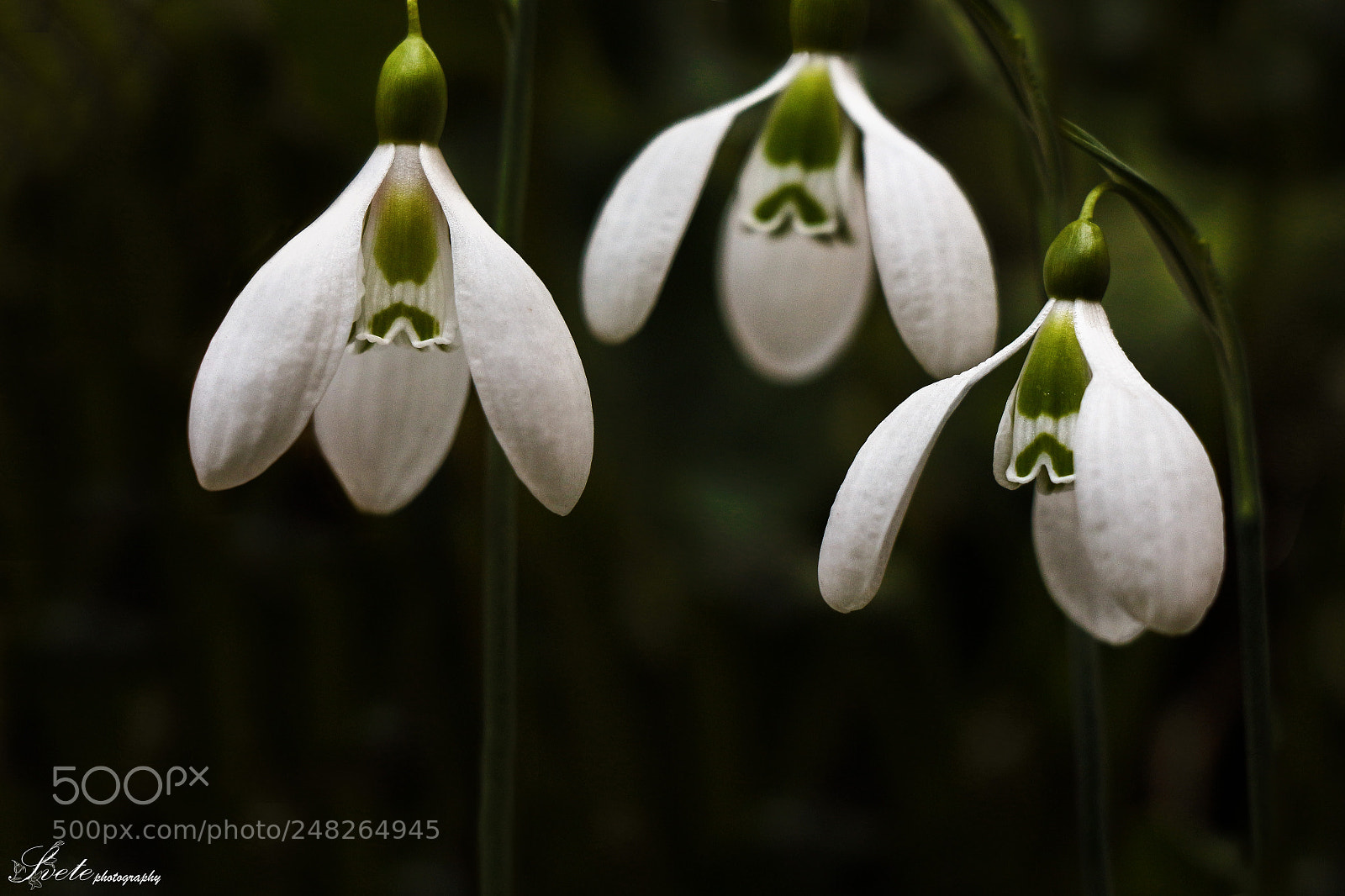 Canon EOS 700D (EOS Rebel T5i / EOS Kiss X7i) sample photo. Snowdrop photography