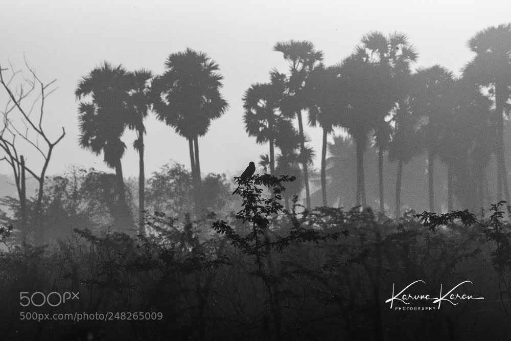Sony a99 II sample photo. Early morning scene in photography