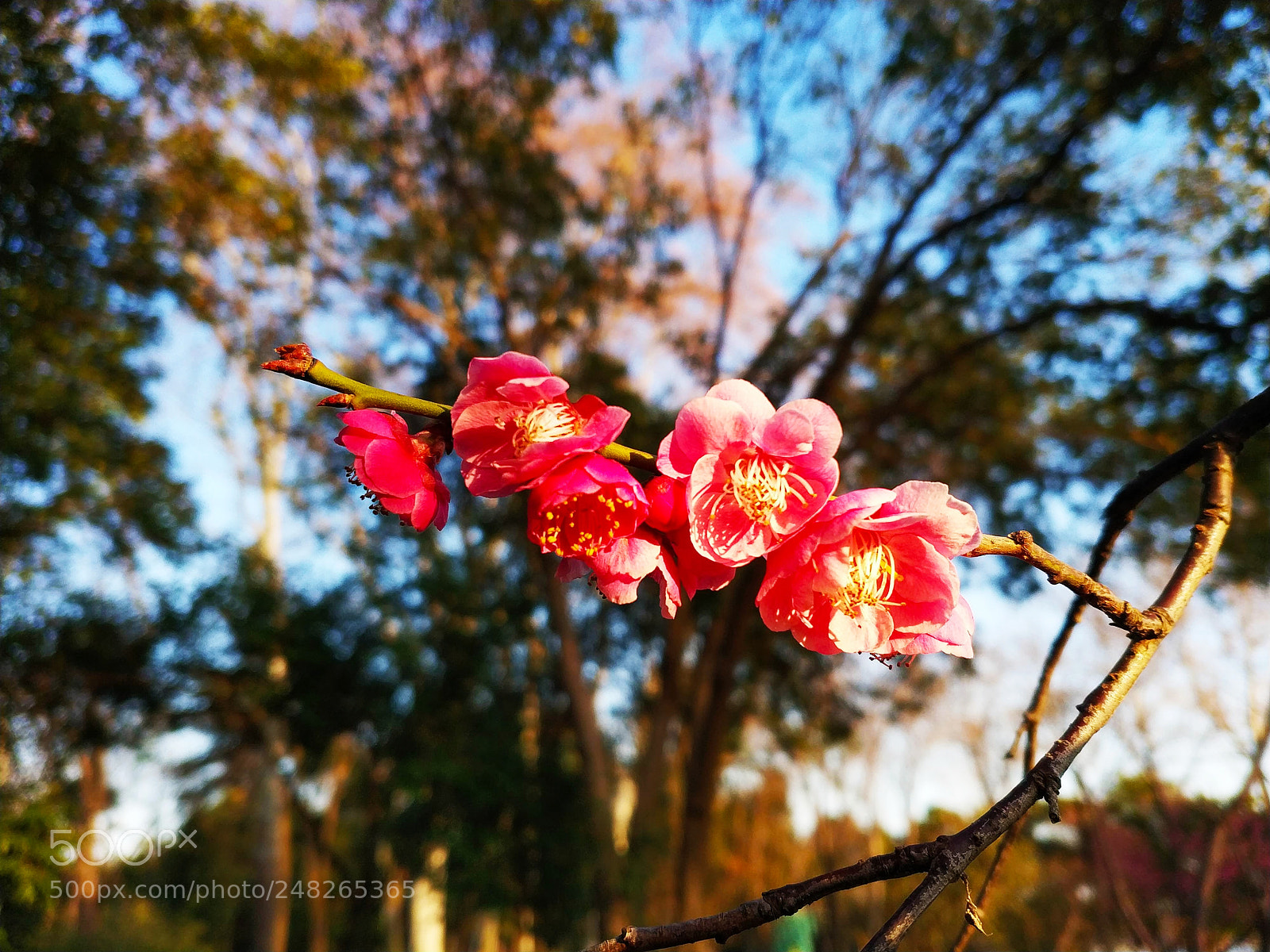 Xiaomi MIX 2 sample photo. Red plum blossom, 1 photography