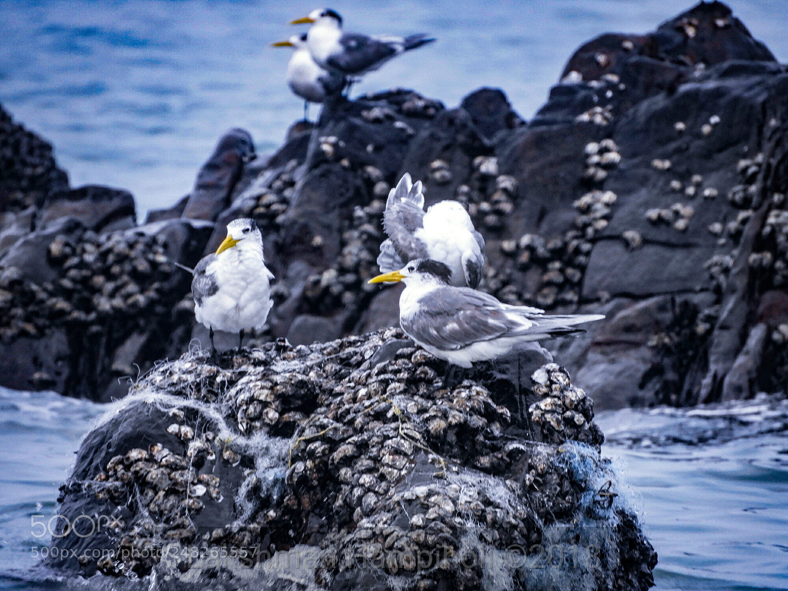 Nikon Coolpix B700 sample photo. Greater crested tern photography