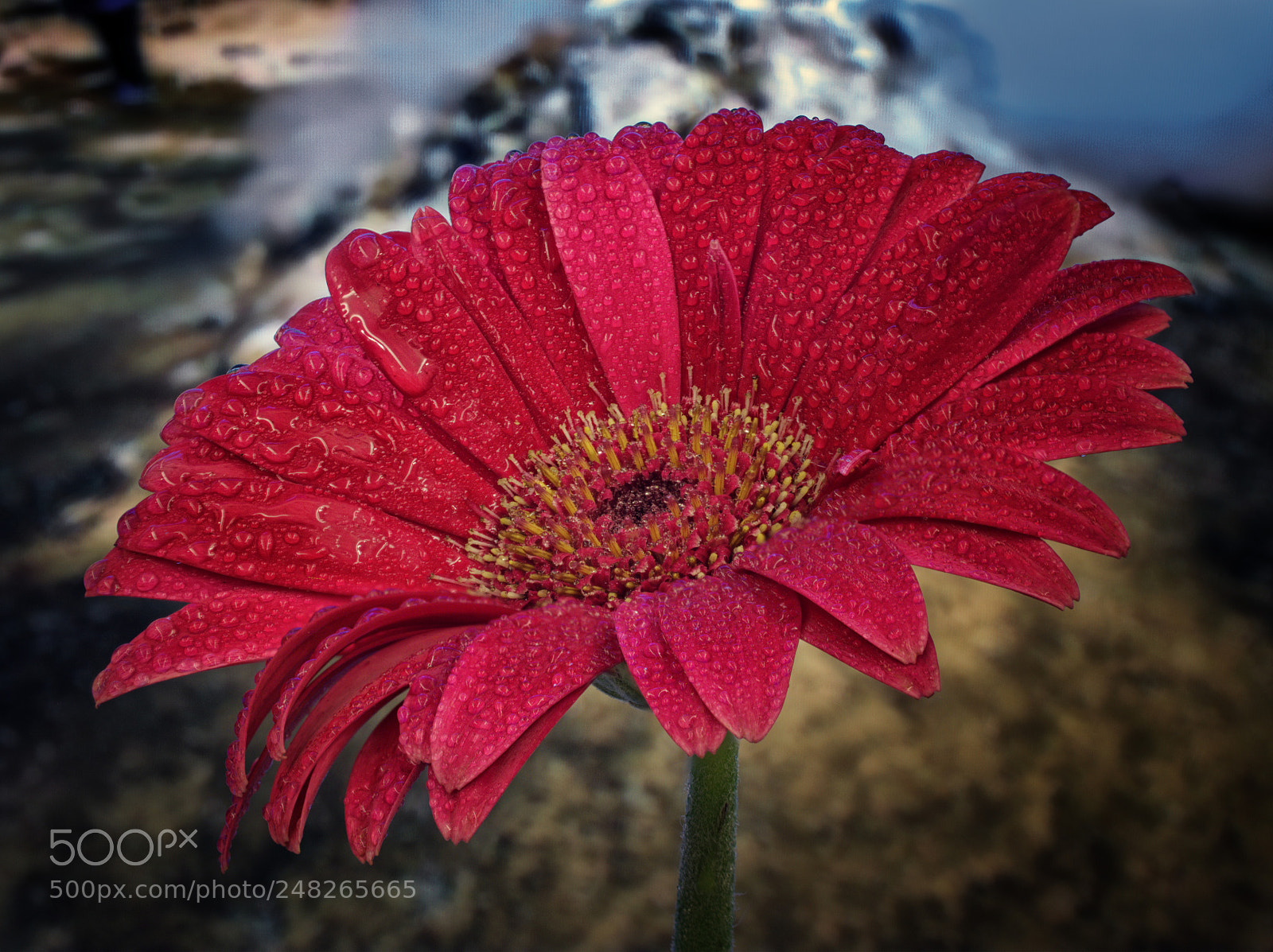 Olympus OM-D E-M10 III sample photo. Gerbera photography