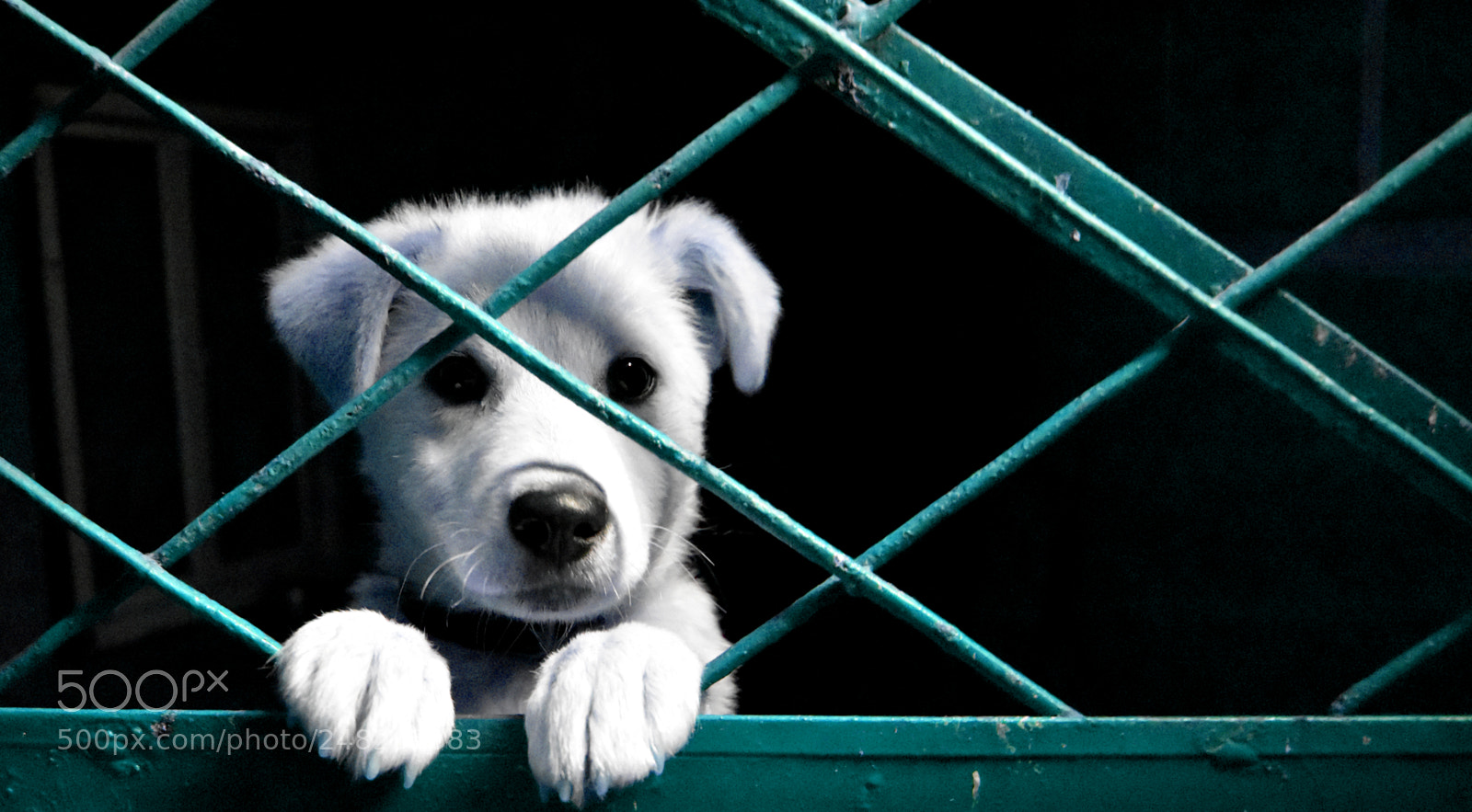 Nikon D3400 sample photo. Imprisoned pup photography