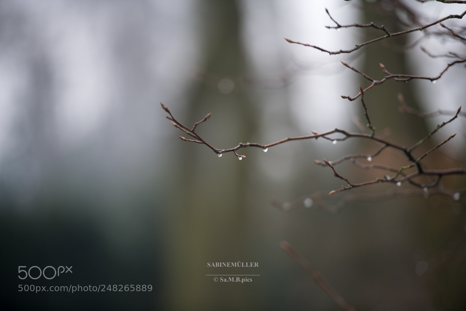 Nikon D850 sample photo. When the rain comes..... photography