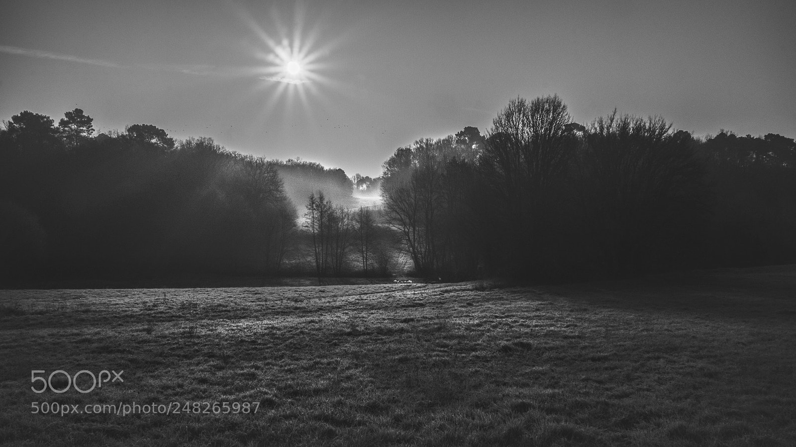 Sony Alpha NEX-5R sample photo. Sun up iii photography