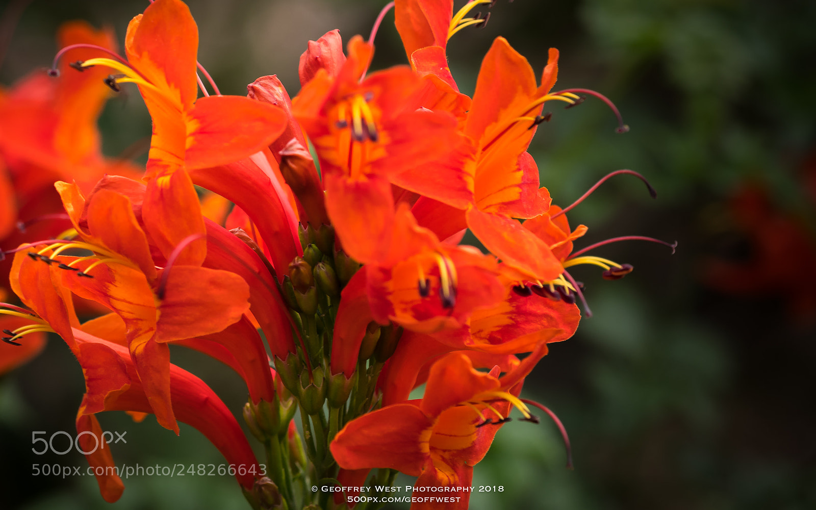 Nikon D500 sample photo. Reaching out...... peruvian lily.... photography