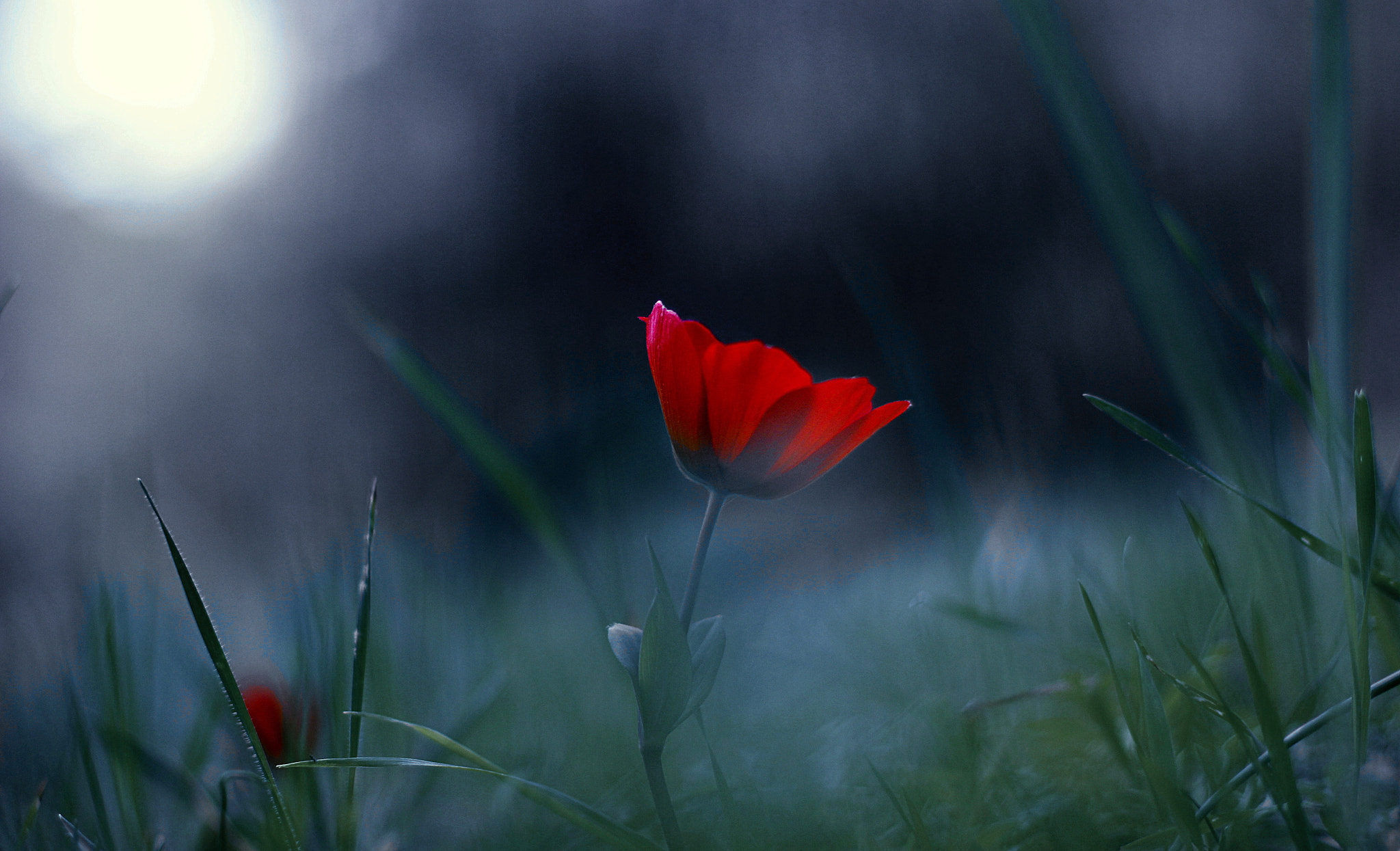 Canon EOS 60D + Canon EF 50mm F1.4 USM sample photo. A touch of red... photography