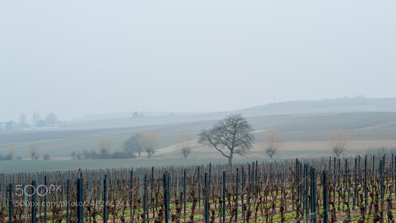 Nikon D700 sample photo. Vineyard and trees photography