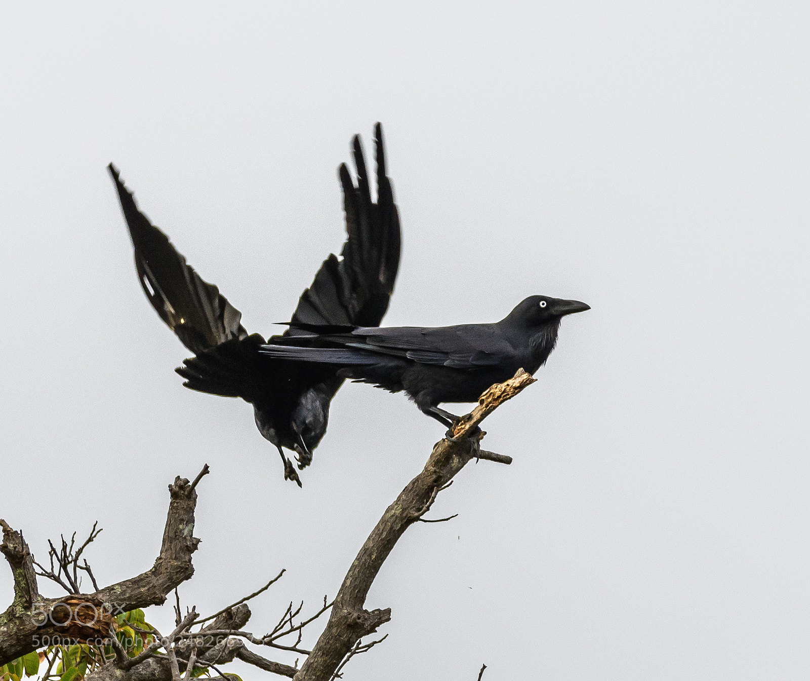 Nikon D7500 sample photo. Australian ravens photography
