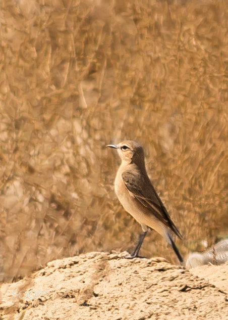 Canon EOS 700D (EOS Rebel T5i / EOS Kiss X7i) sample photo. Desert bird photography