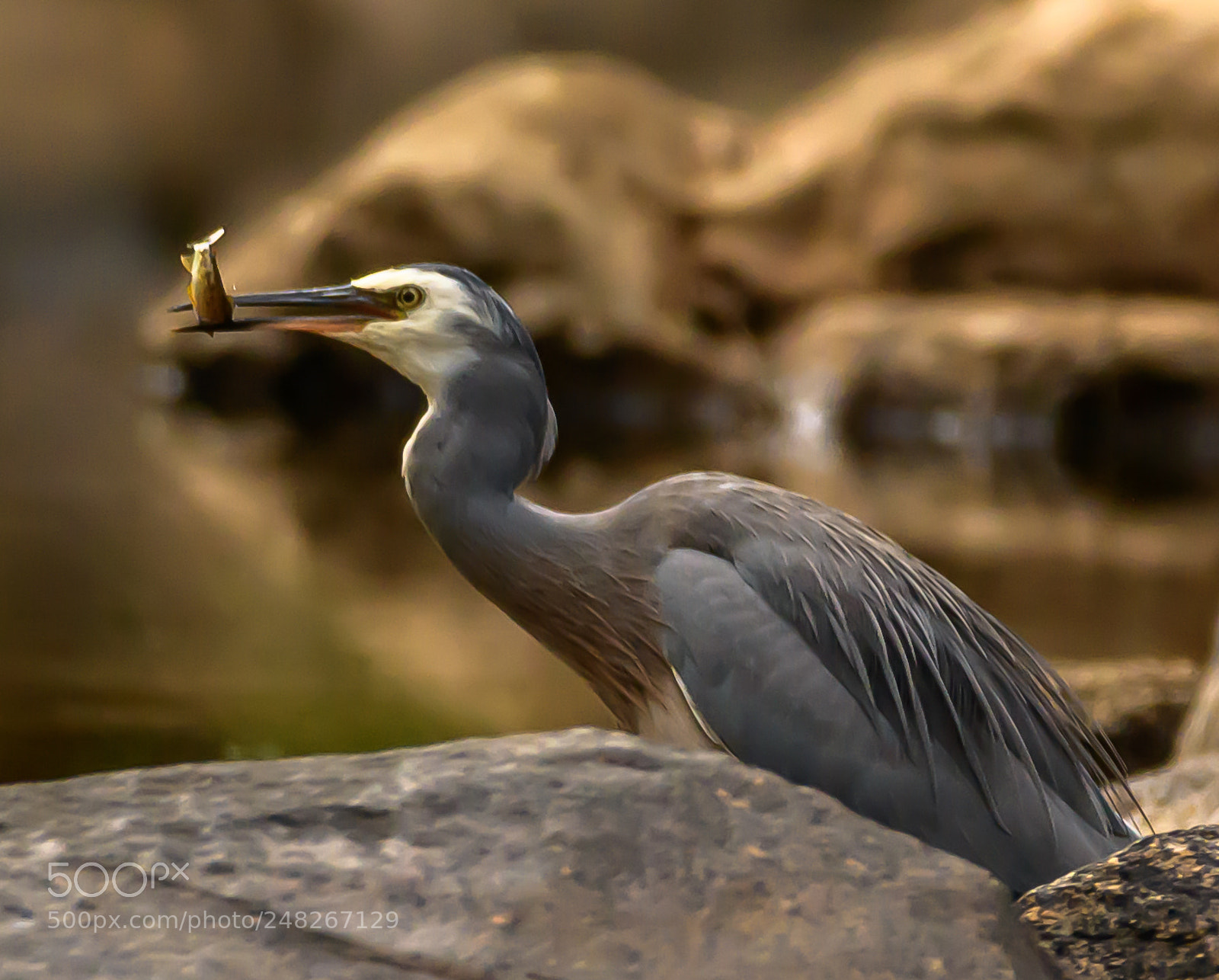 Nikon D7500 sample photo. White faced heron with photography